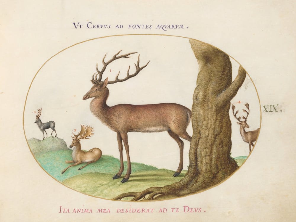 Animalia Qvadrvpedia et Reptilia (c. 1575-1580), Joris Hoefnagel (4)