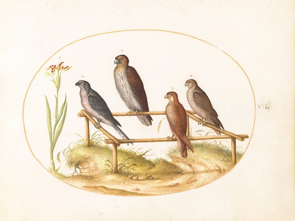 Fliegende und amphibische Tiere, Joris Hoefnagel 1