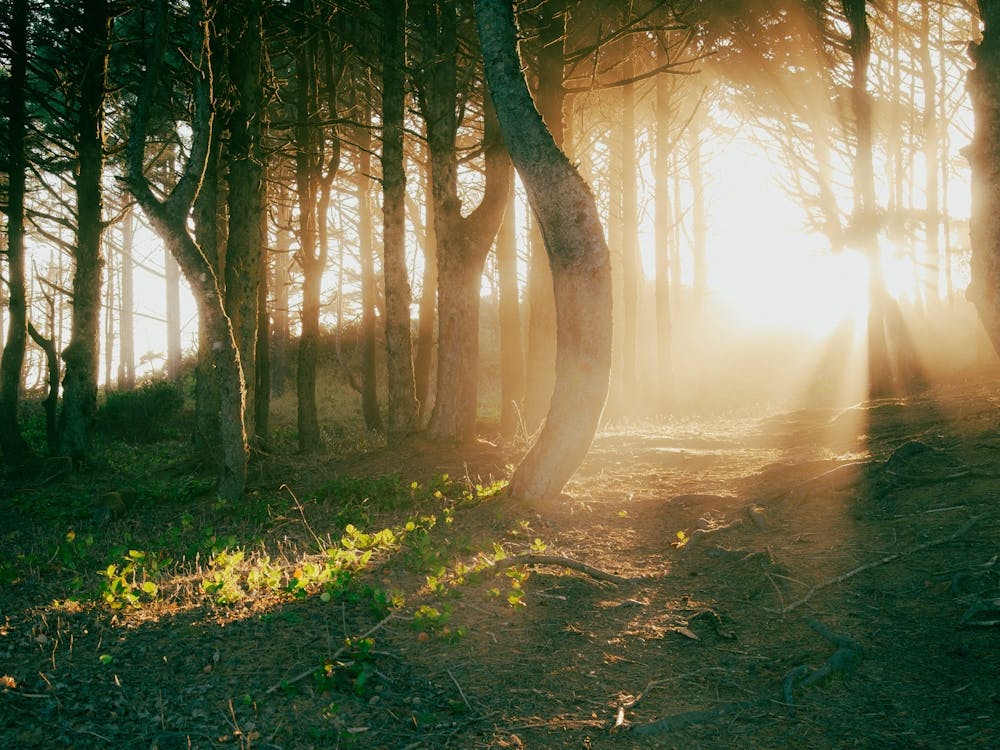 Shining Through