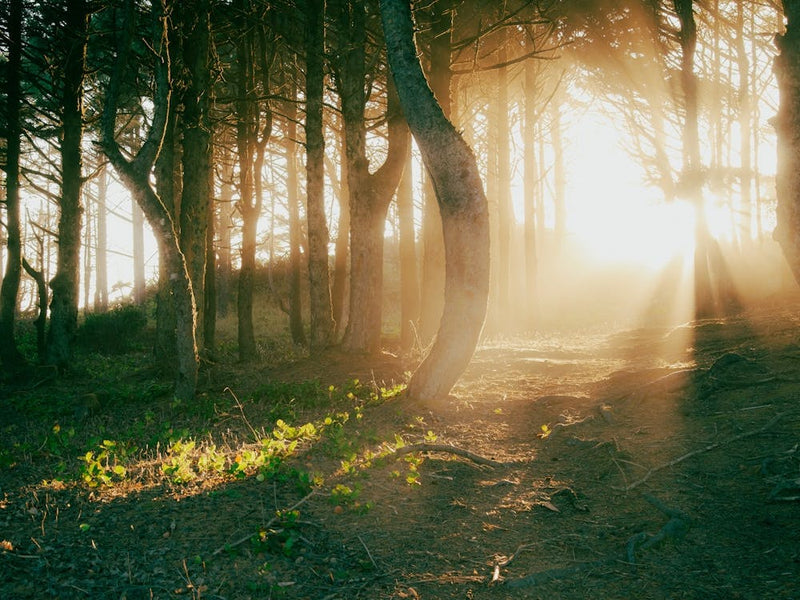 Shining Through