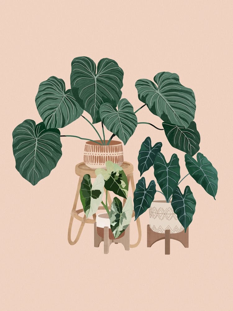 Philodendron Plants
