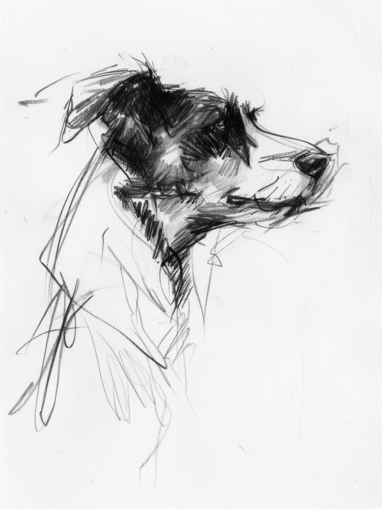 Border Collie Dog Charcoal Line 1