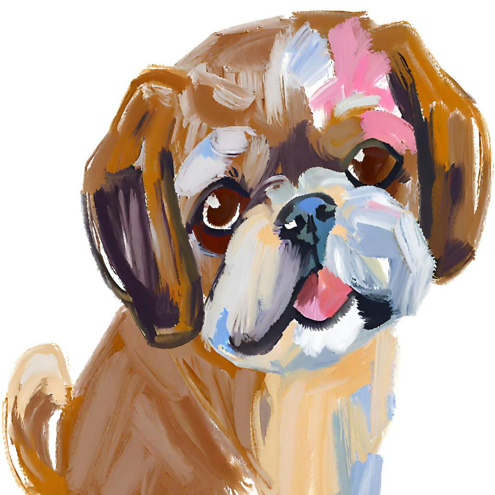 Shih Tzu 02