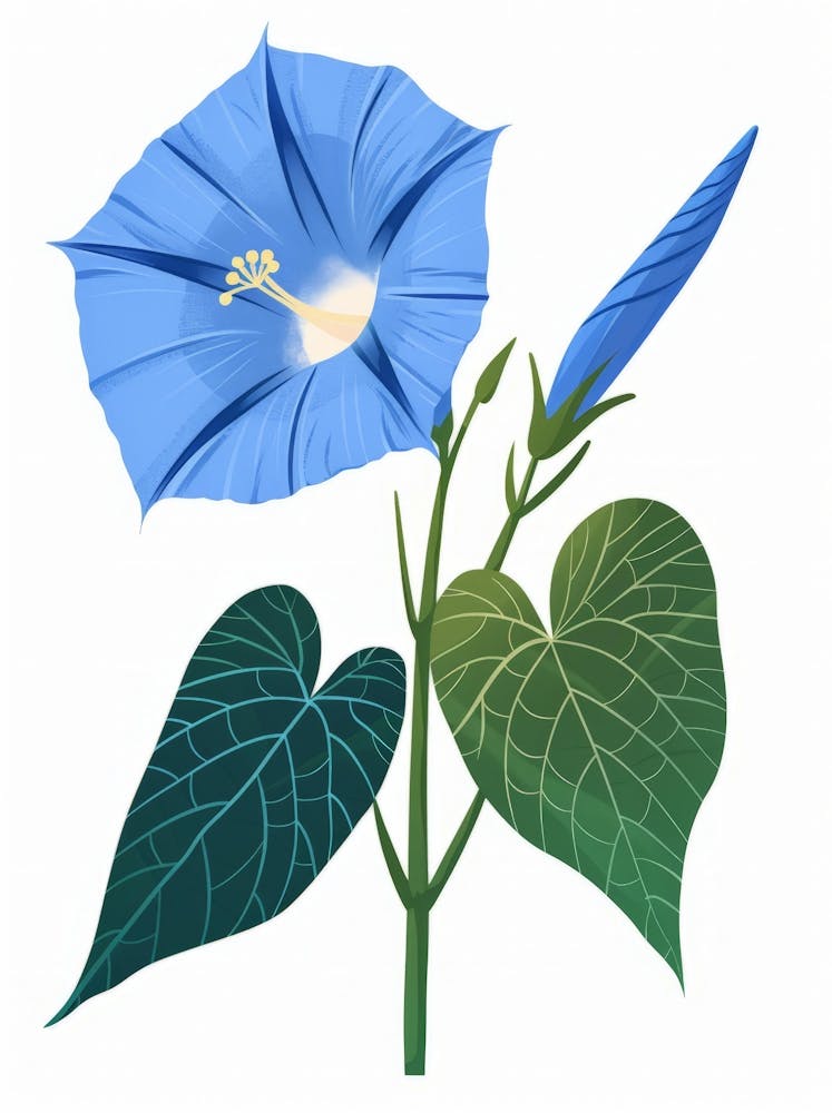 Morning Glory Flower