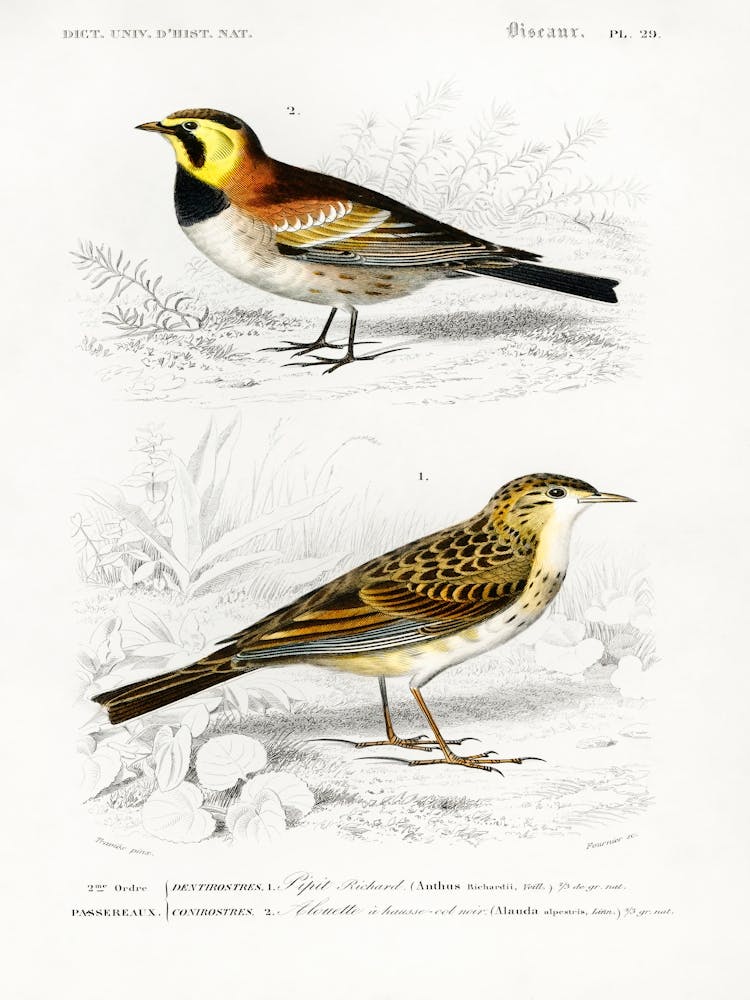 Different Types Of Birds, Charles Dessalines D'Orbigny 6