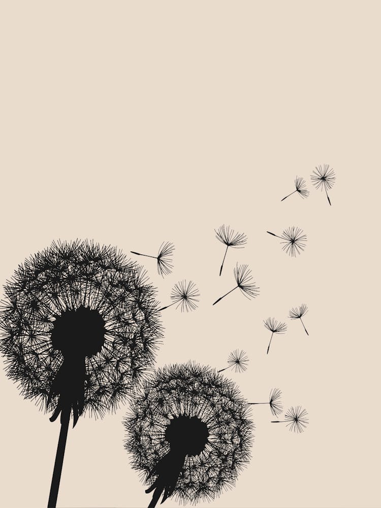 Dandelion 1