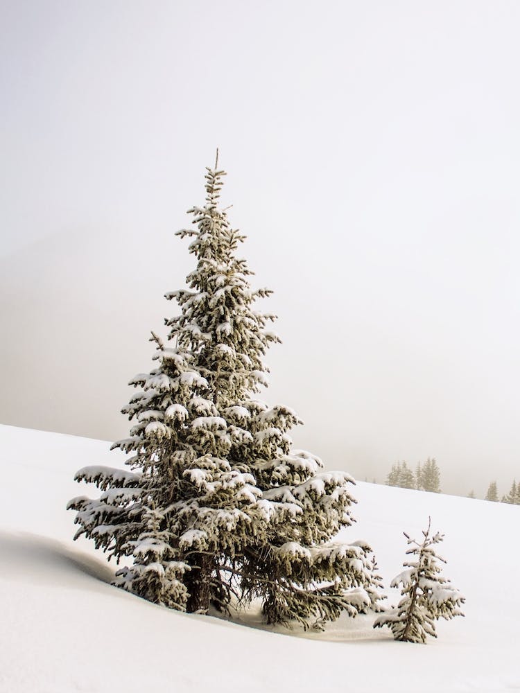 Snowy Pine Tree