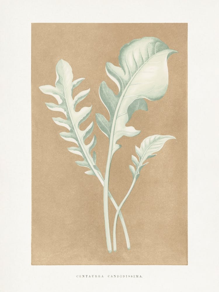 Vintage Botanical _2643227