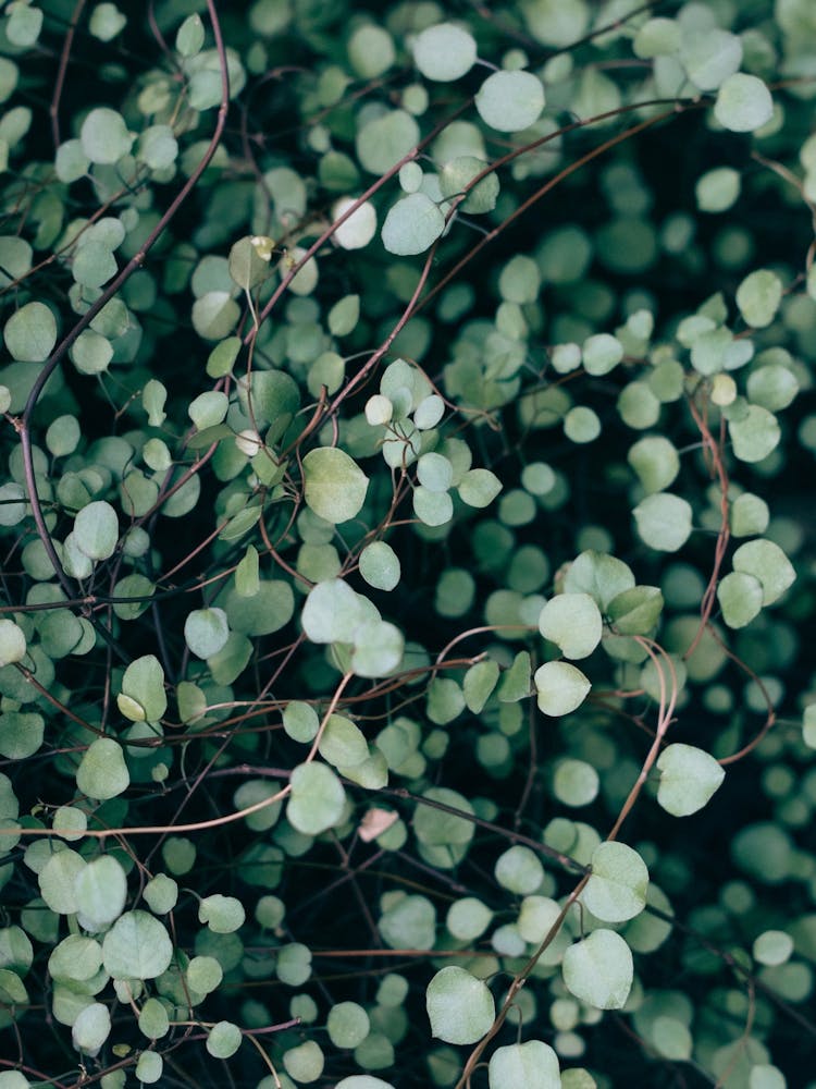 Abstract Small Green Plant Leaves