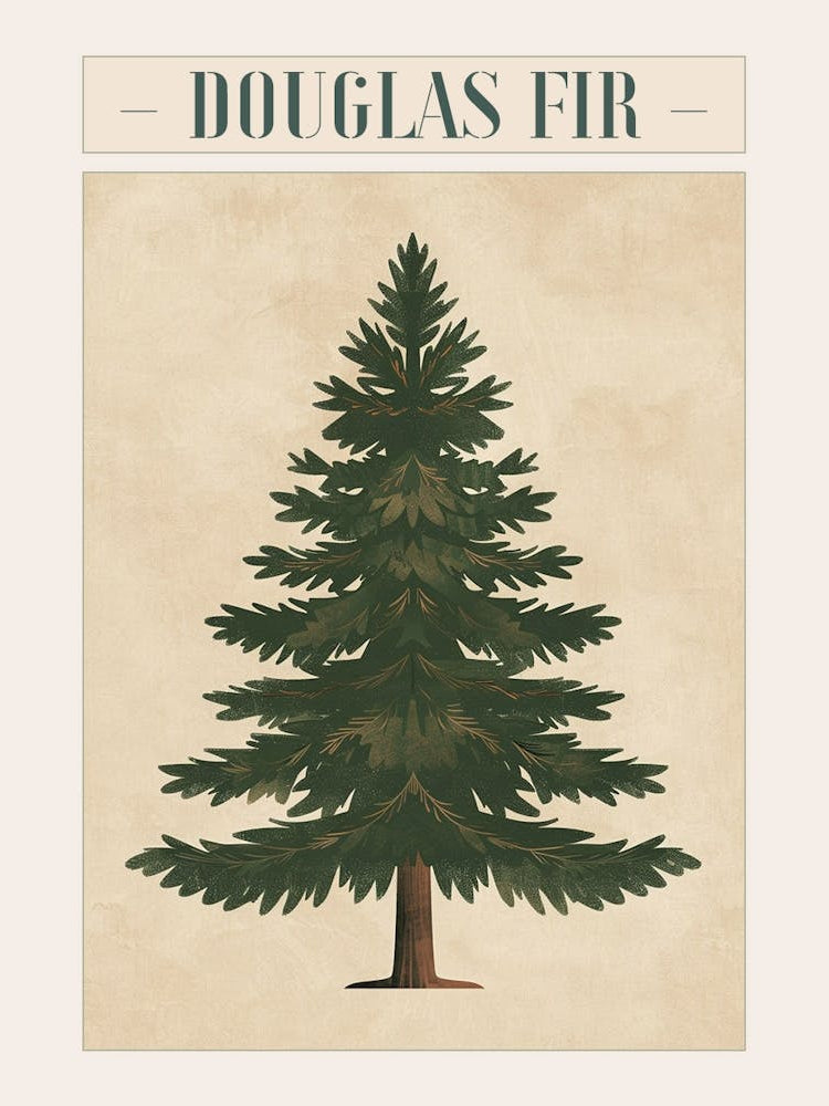 Douglas Fir Tree Minimal Japandi Illustration 4 Poster