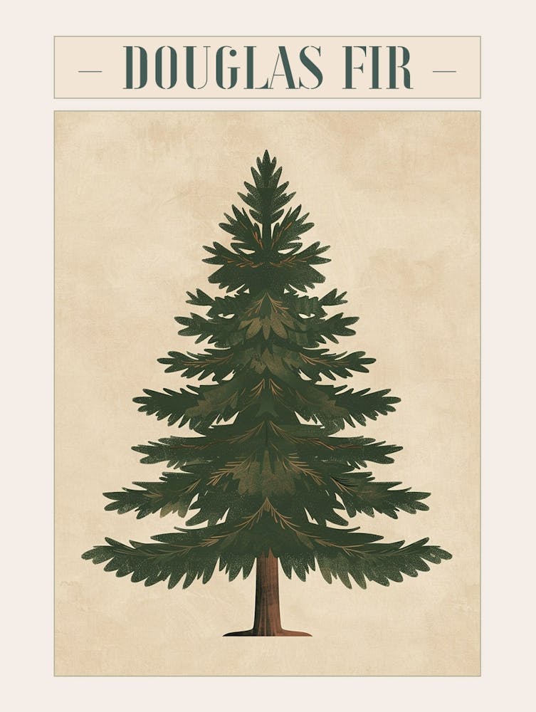 Douglas Fir Tree Minimal Japandi Illustration 4 Poster