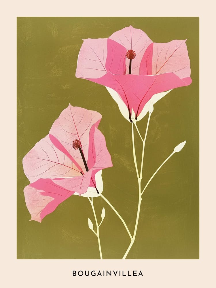 Pink & Green Bougainvillea 2 Flower Poster