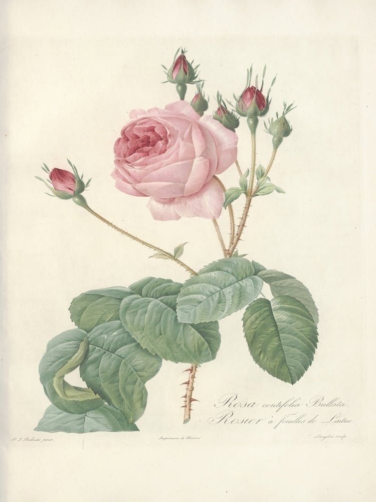 Rose Illustration, Pierre Joseph Redoute (8) 1