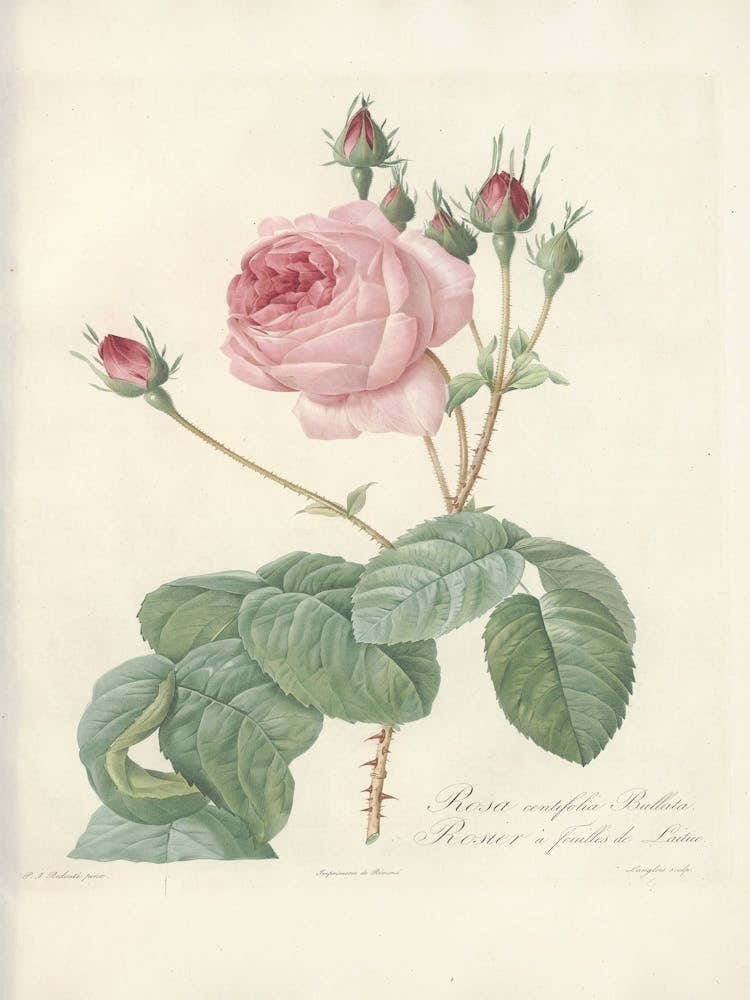 Rose Illustration, Pierre Joseph Redoute (8) 1