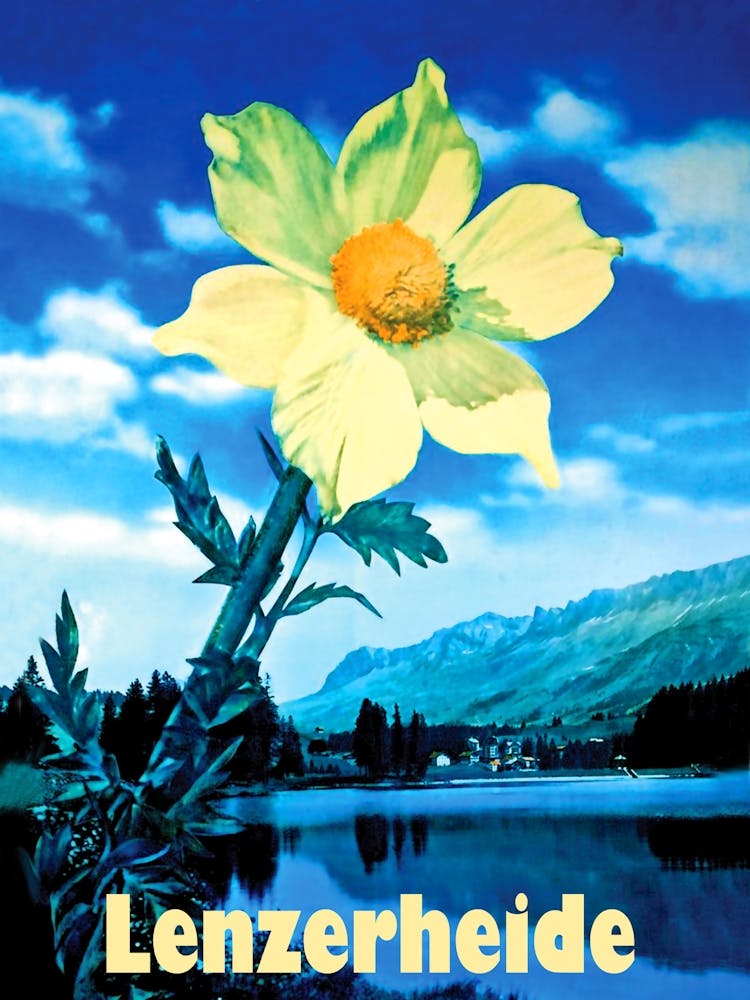 Beautiful Flower In Lenzerheide, Switzerland