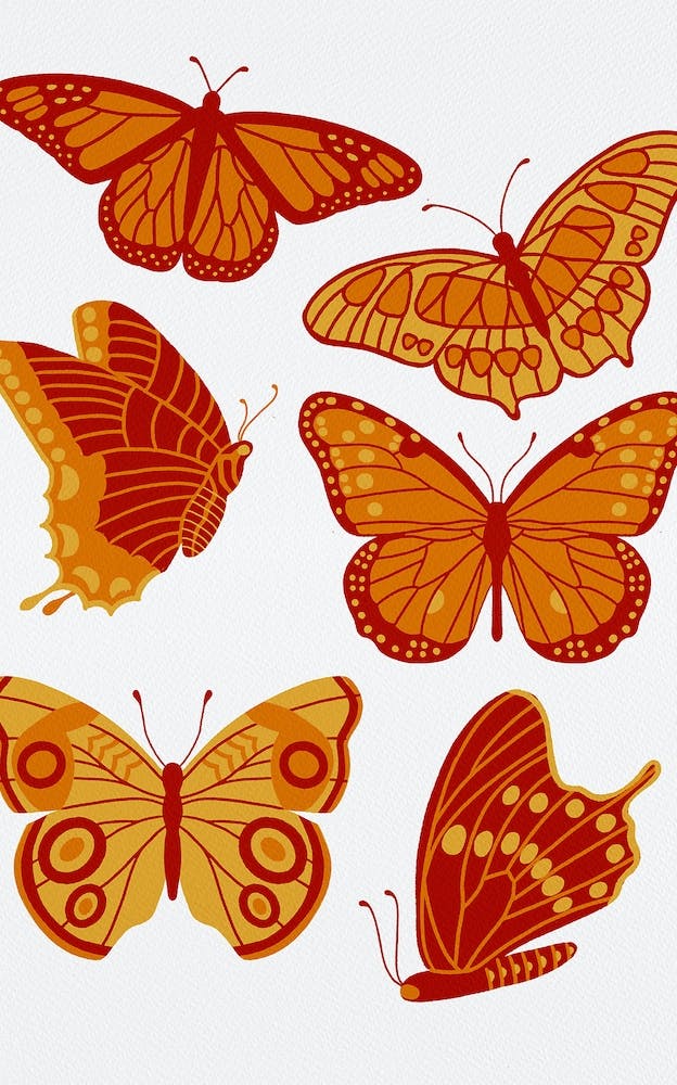 Texas Butterflies   Orange And Yellow