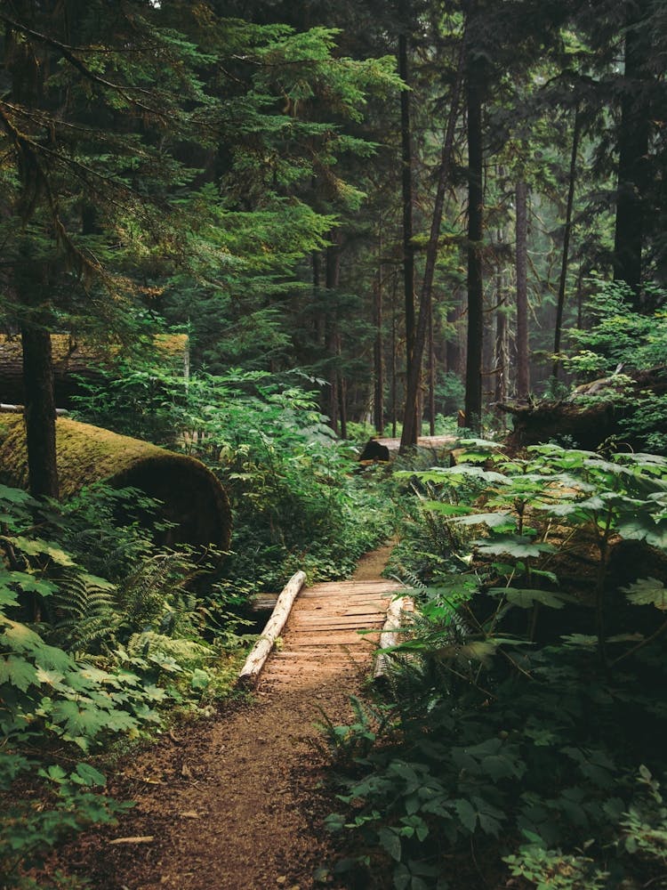 A Walk in the Woods II