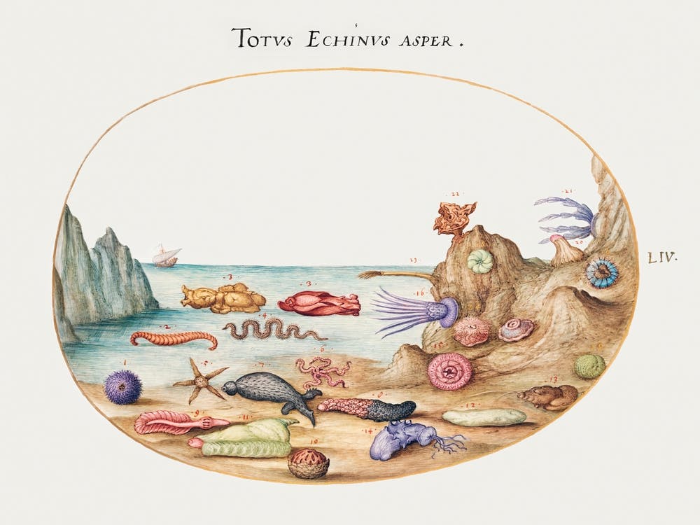 Sea Cucumbers, Sea Urchins, Starfish, Sea Nettle, Sea Hare And Other Marine Life (1575–1580), Joris Hoefnagel