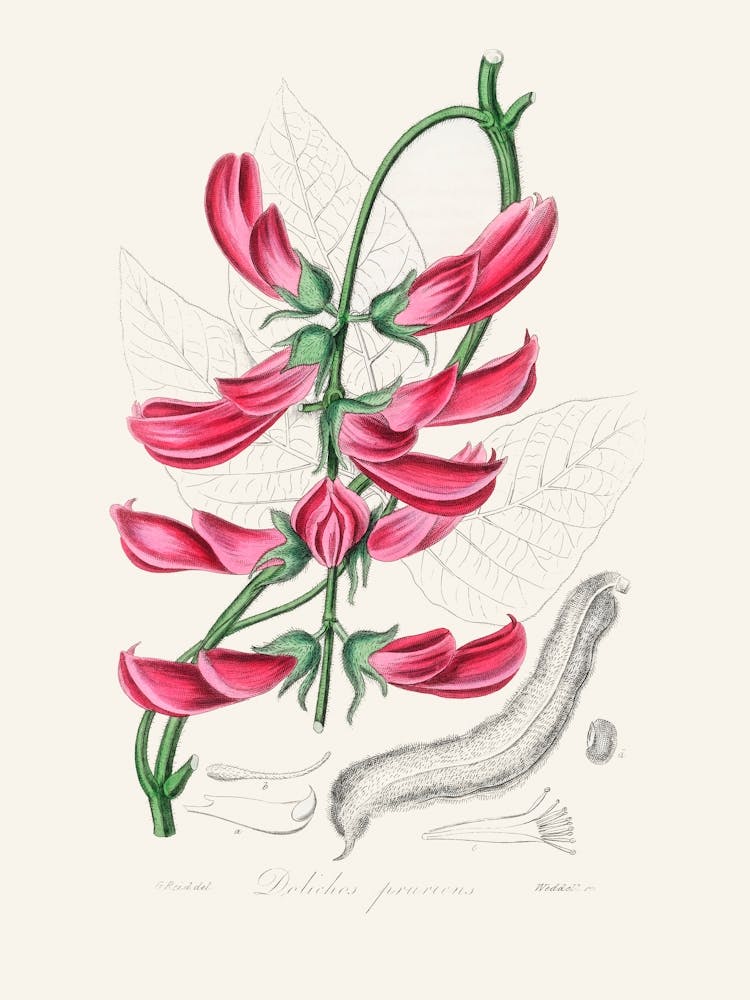 Vintage Botanical John Stephenson and James Morss Churchill_2731682