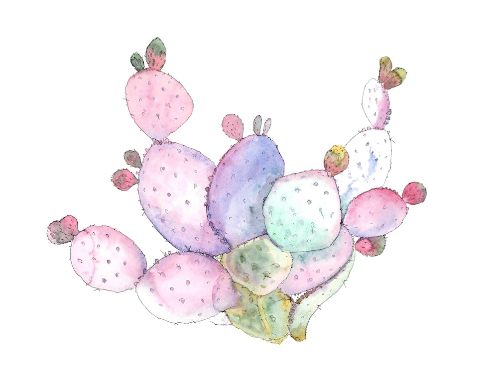 Watercolor Prickly Pear Cactus 2