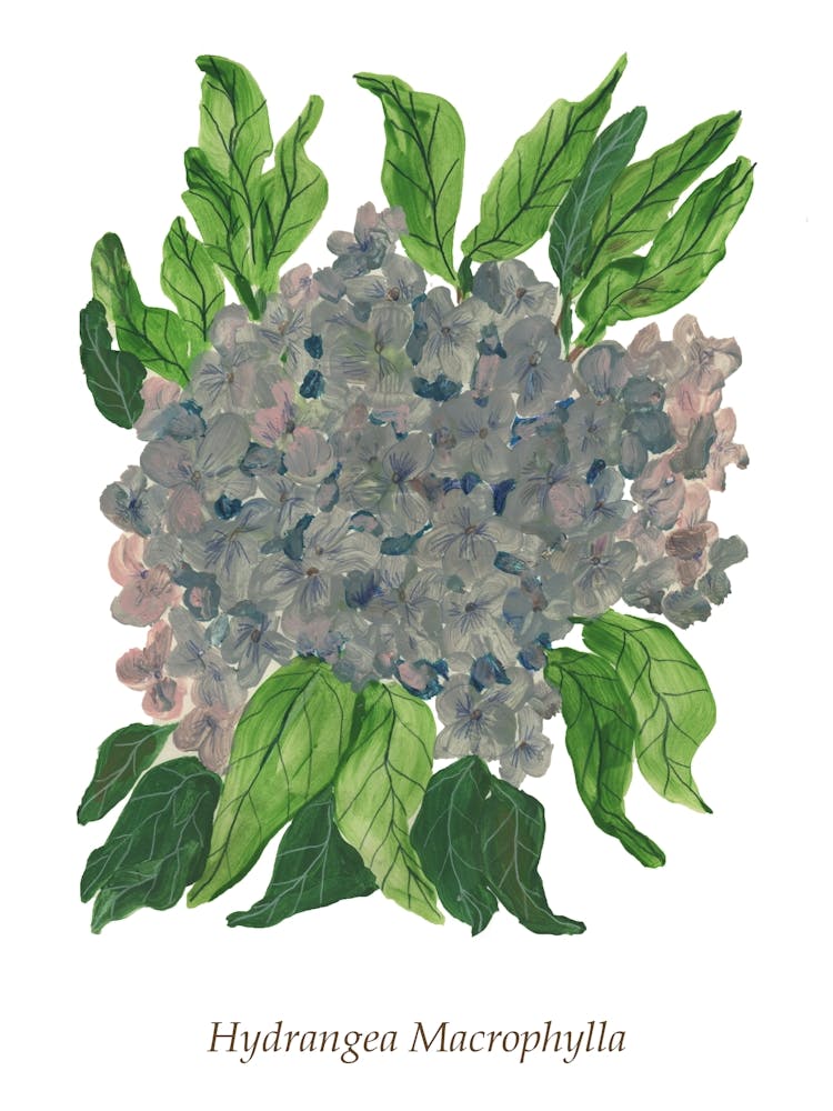 Hydrangea Macrophylla 1