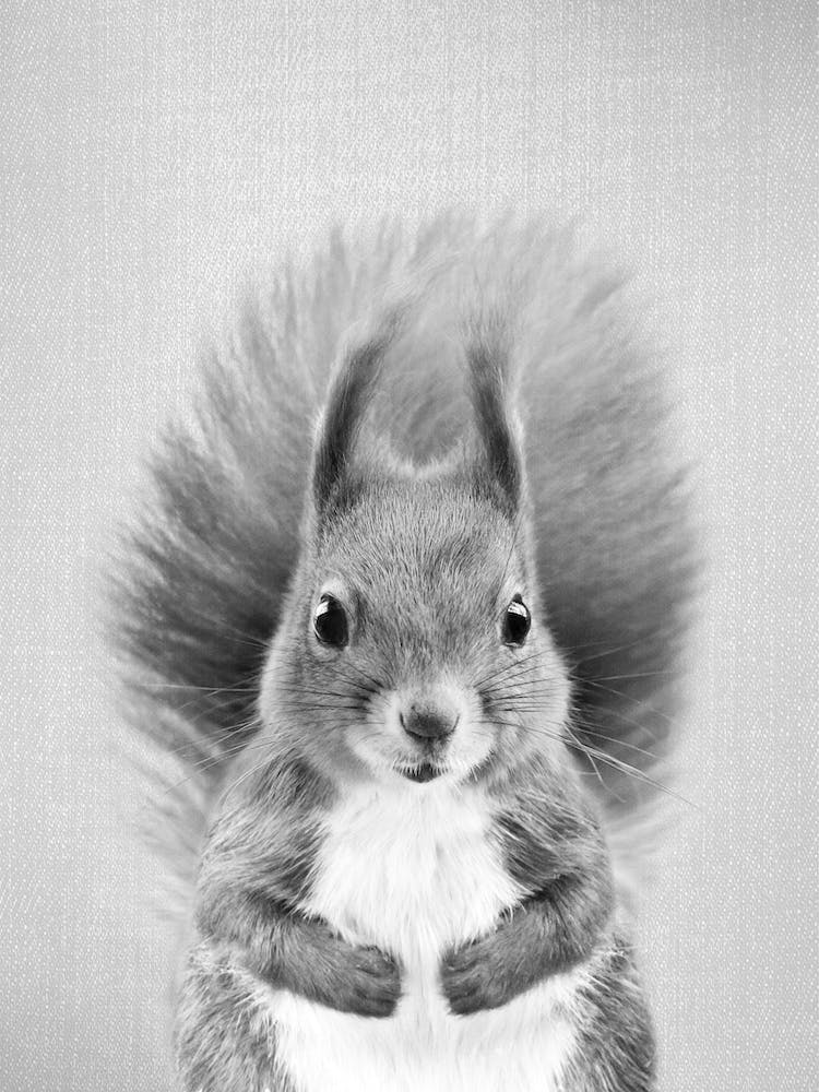 Squirrel - Black & White