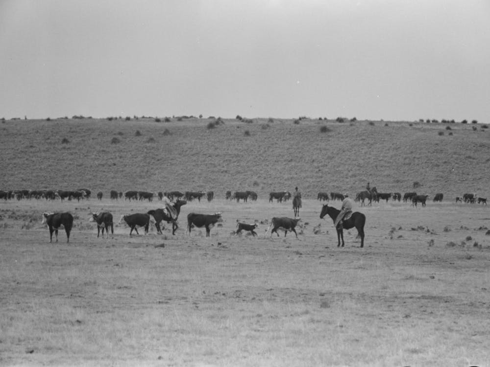 Cutting Out Calves From Herd, Roundup Near Marfa, Texas By Russell Lee