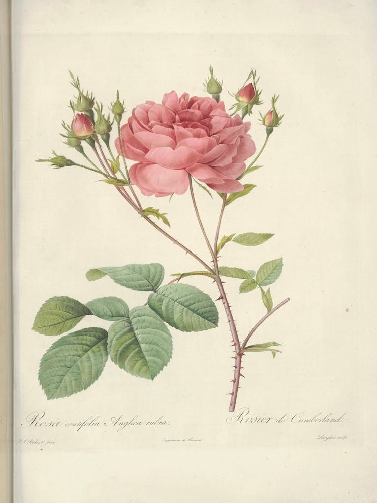 Rose Illustration, Pierre Joseph Redoute (6)