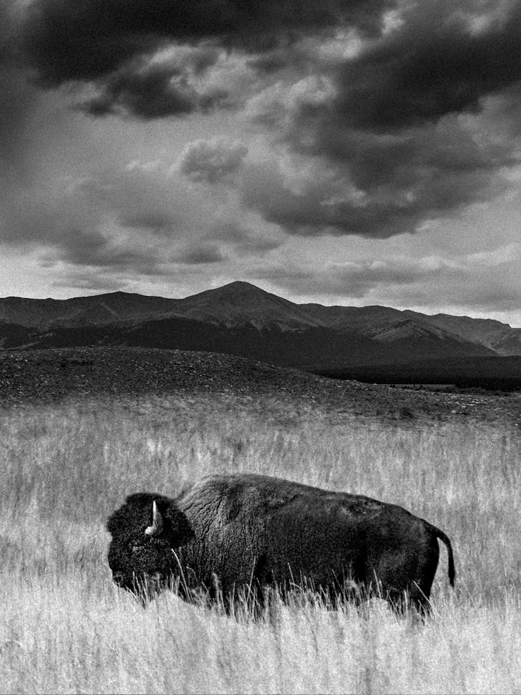 Colorado Bison Vertical