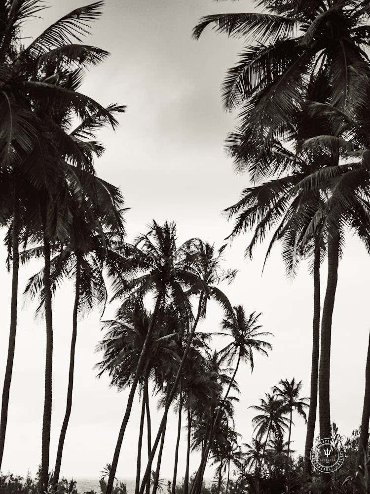 Palm Trees On The Beach, Black & White Barbados Sunrise & Coconut Trees
