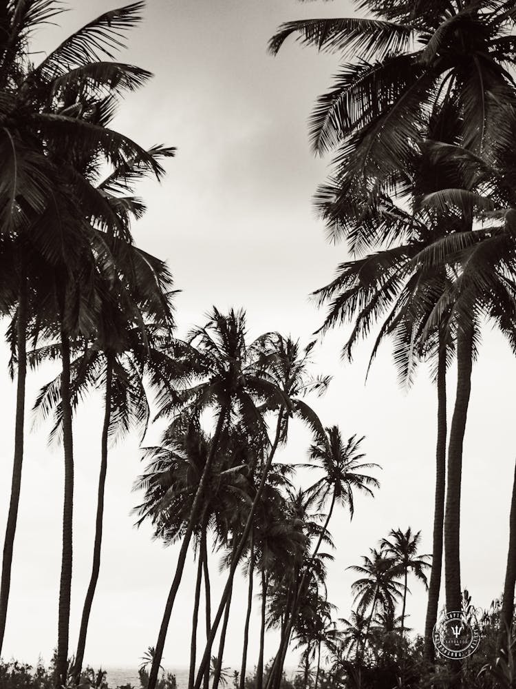 Palm Trees On The Beach, Black & White Barbados Sunrise & Coconut Trees