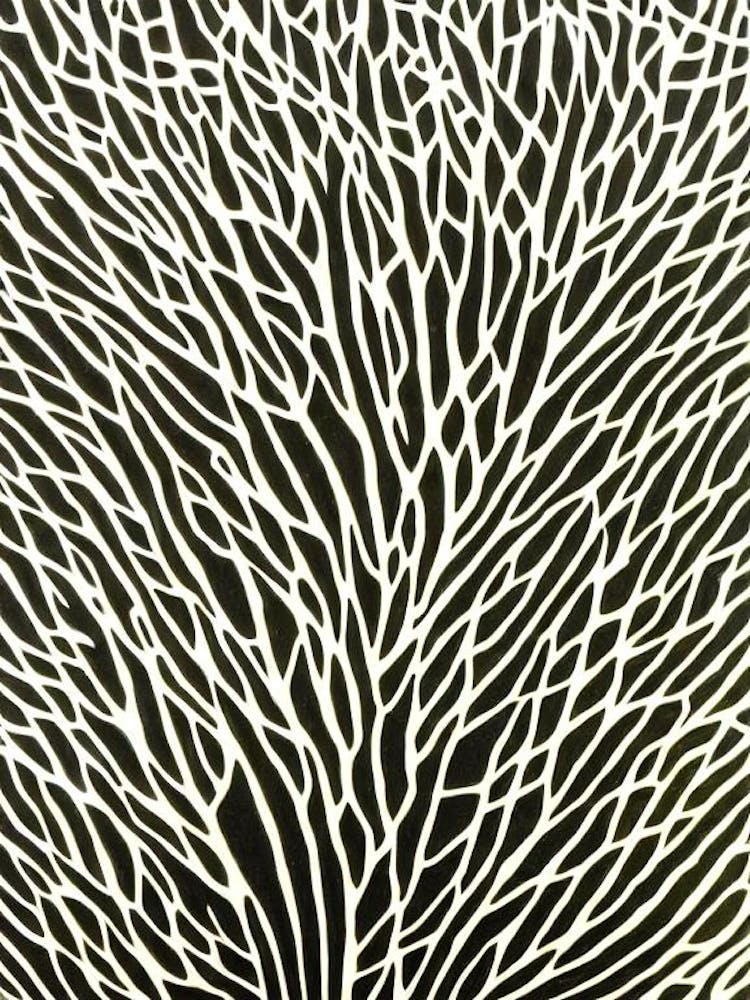 Acropora Nasuta Iii Linogravure
