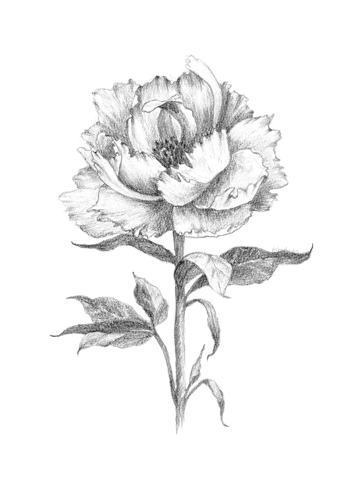 Flower VI by Aga Szafranska