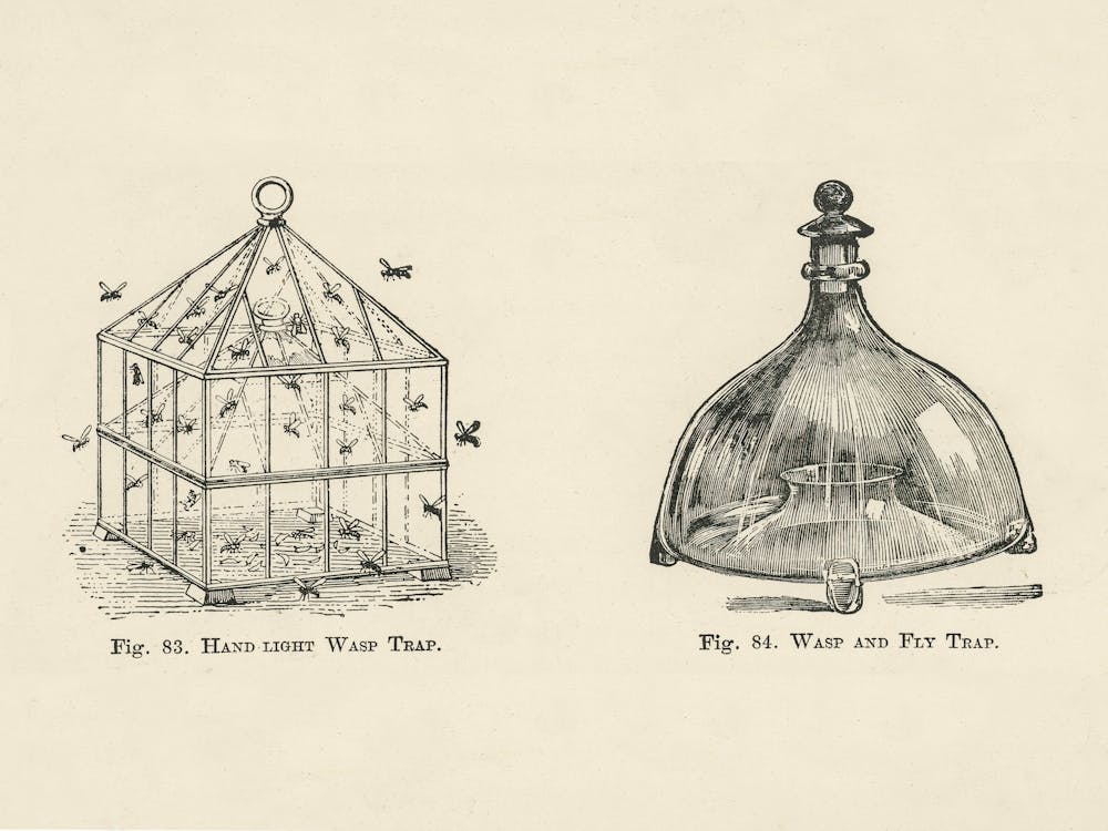 Vintage Illustration Of A Wasp Trap, John Wright