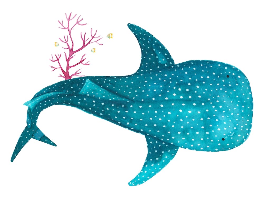 Whale Shark With Coral