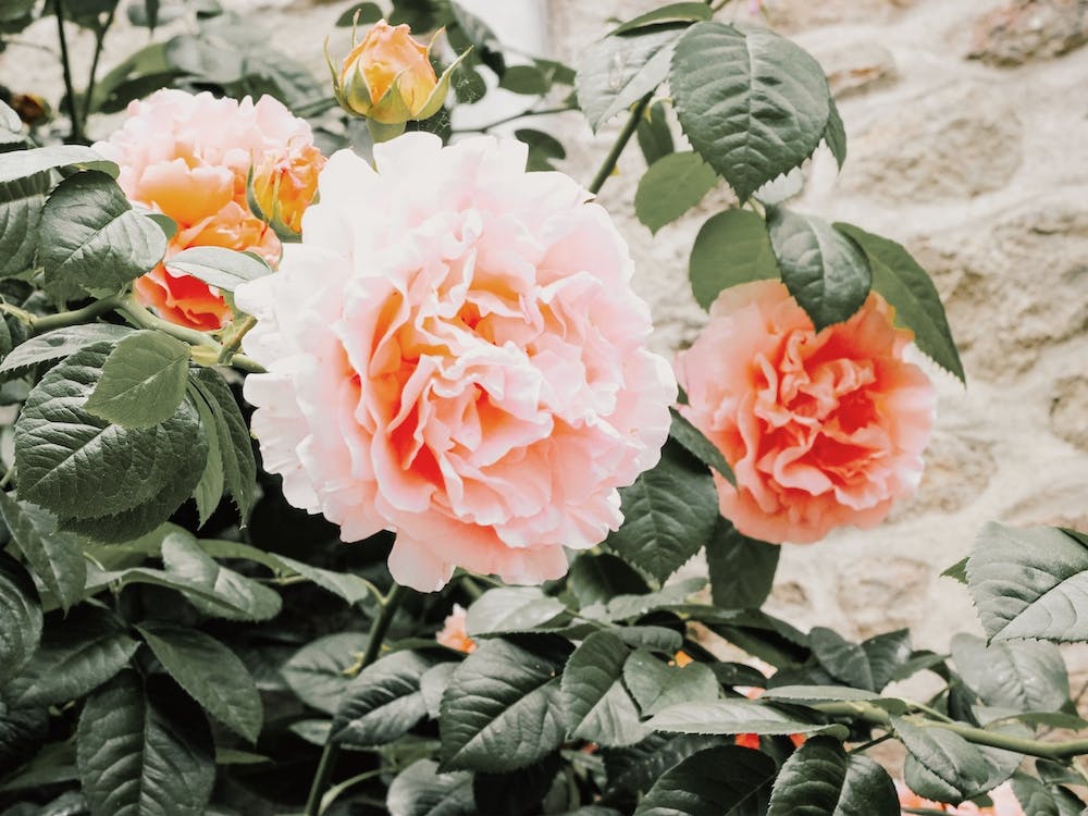 Rosier