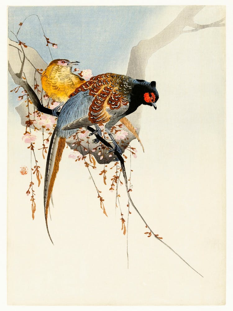 Pheasant Couple And Plum Blossom (1900 1930), Ohara Koson