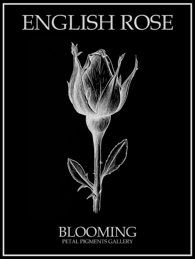 Englische Rose Blühende Strichzeichnung 3 Invertiertes Poster