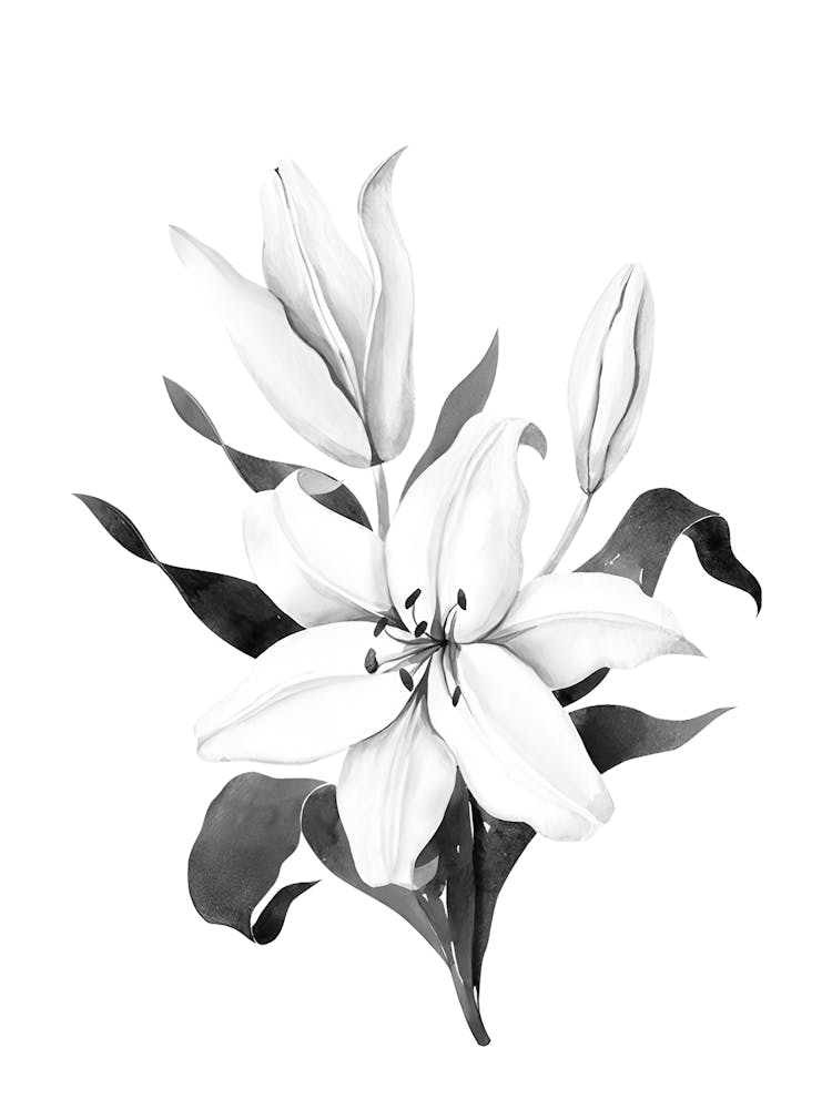 Black And White Lily