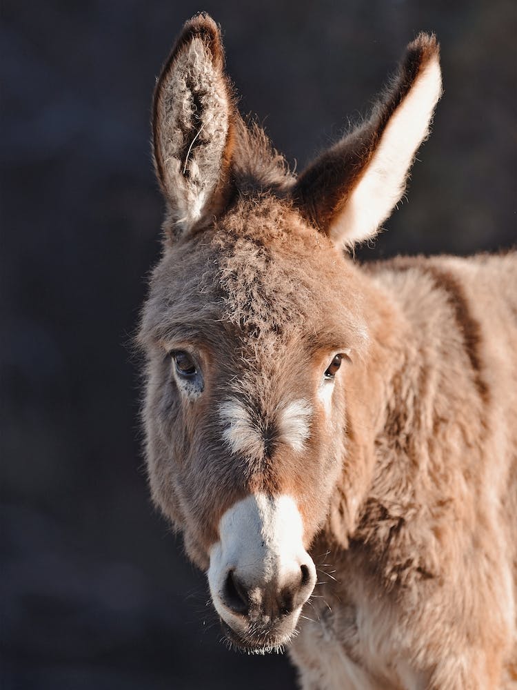 Donkey In Sun