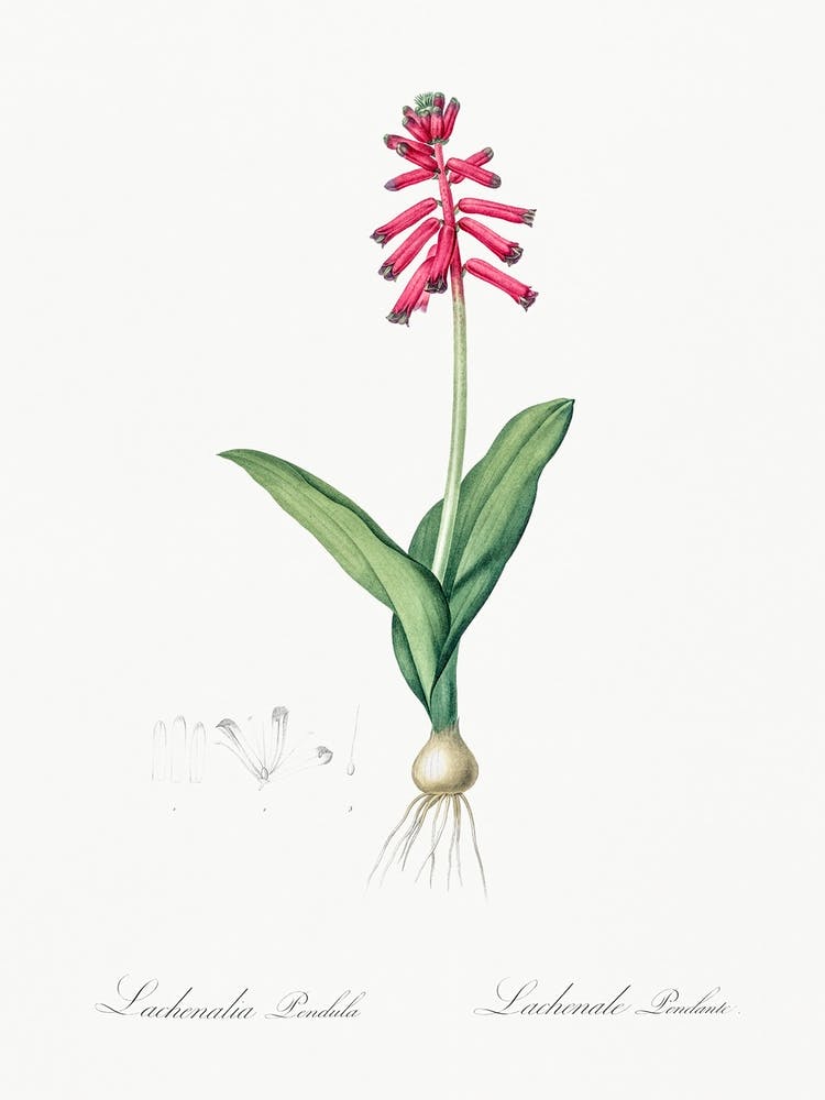 Lachenalia Pendula Illustration From Les Liliacées (1805), Pierre Joseph Redoute