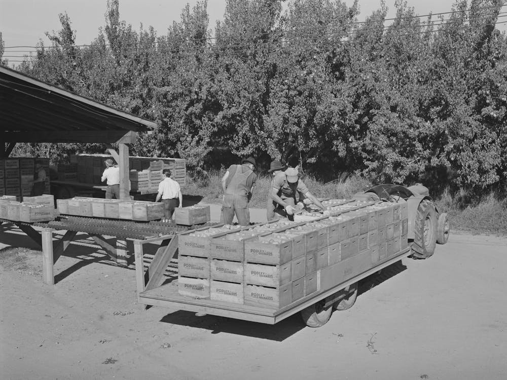 Poires Arrivant du Verger à l'Usine d'Emballage, Hood River, Oregon par Russell Lee