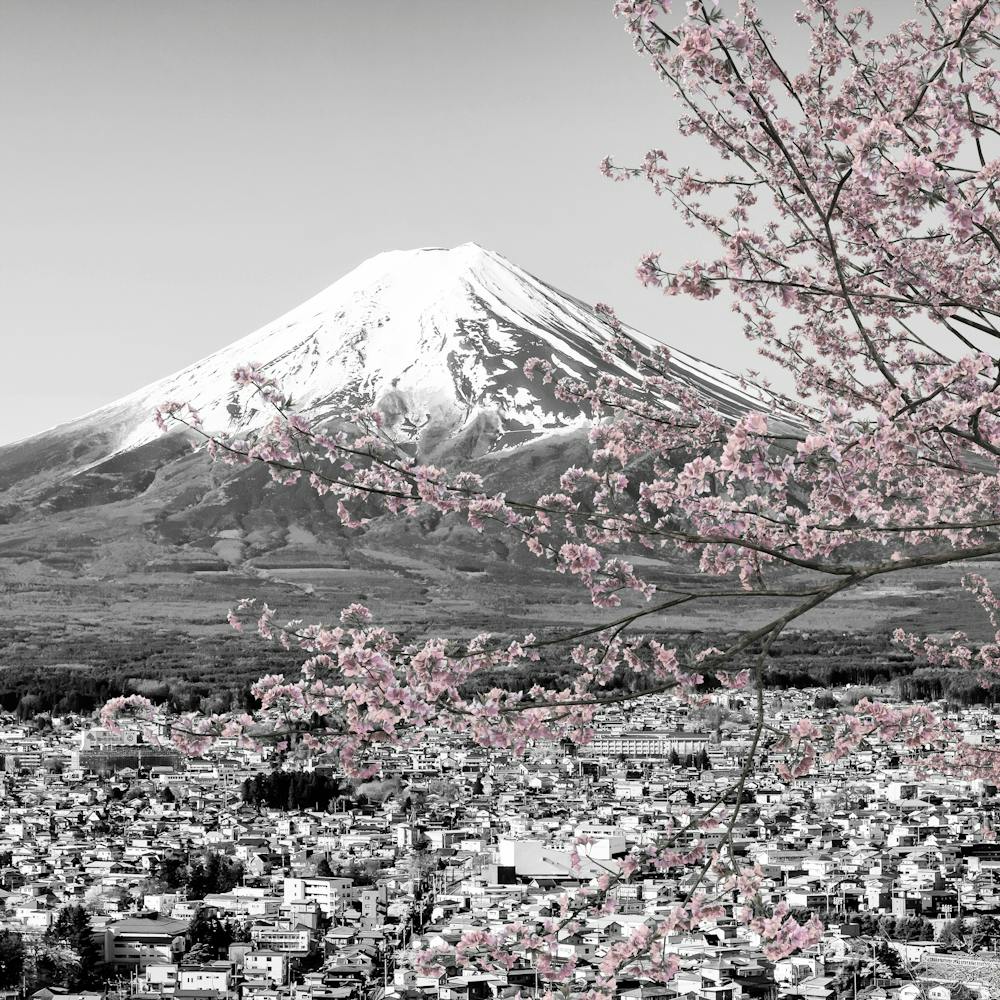 Charming View Of Mount Fuji During Cherry Blossom In Colorkey