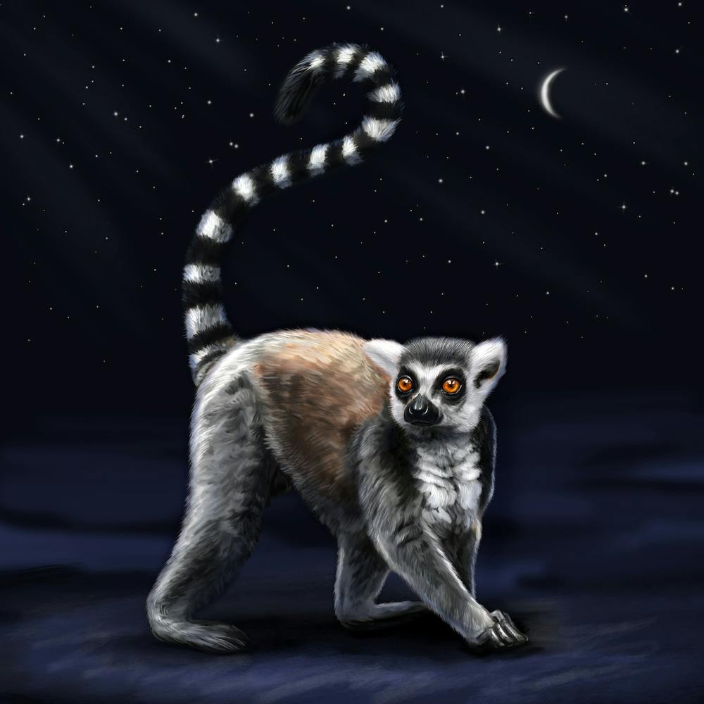 Lemur