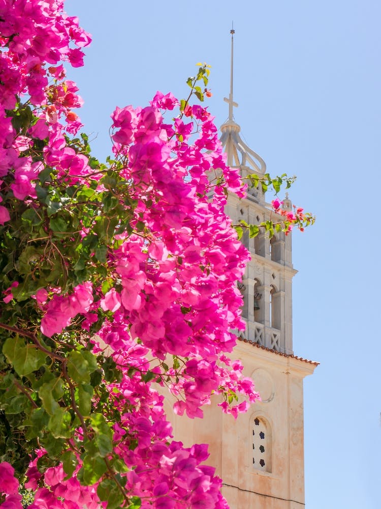 Greek Church Behind Pink Bougainvillea Flowers