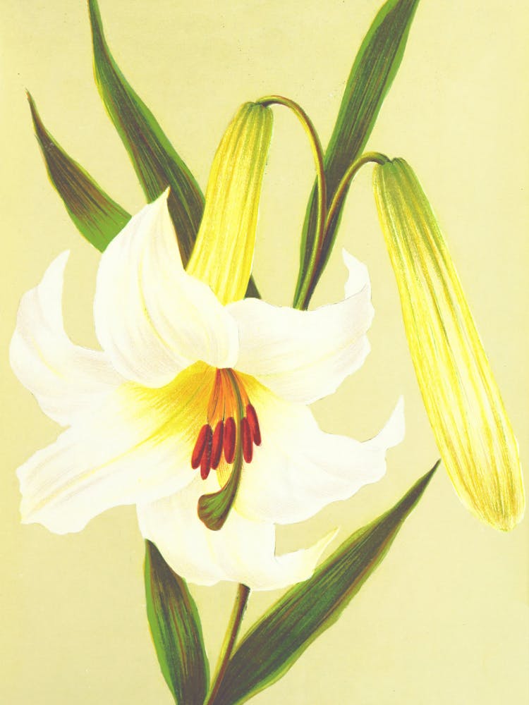 Lily Of The Valley 3