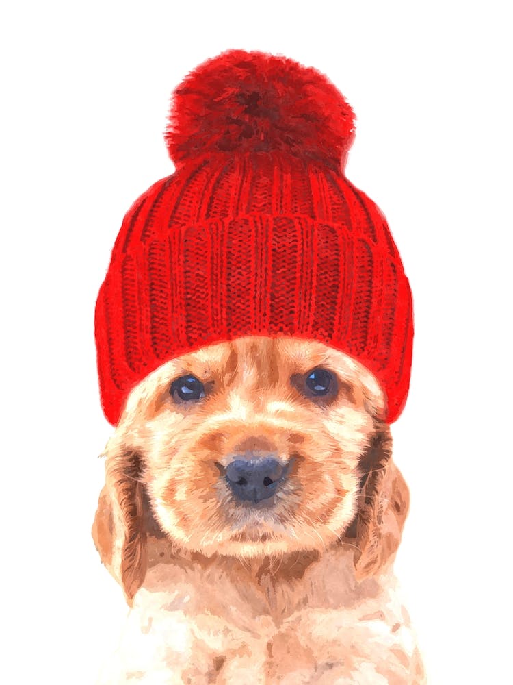 Cocker Spaniel Puppy