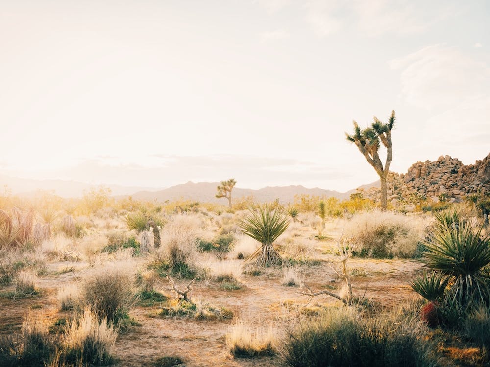 California Desert