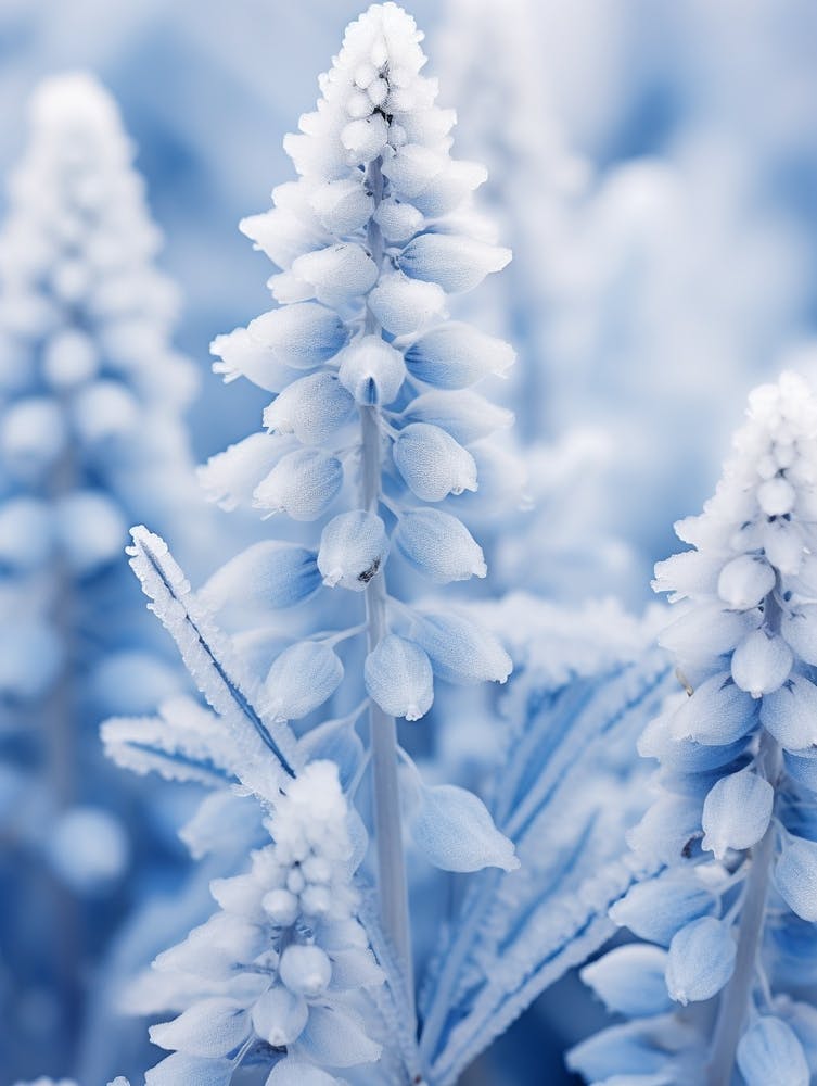 Frosty Botanical Bluebonnet 4
