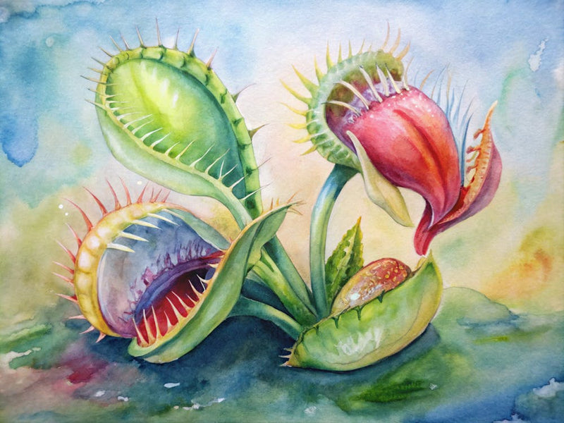 Carnivorous Plants